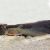 Tandanus Catfish