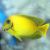 Tang Yellow Mimic 