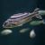 Target Fish - Brackish