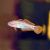 Gudgeon Peacock N.G