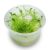 TC - Milfoil 