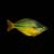 Lake Tebera Rainbow