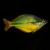 Lake Tebera Rainbow