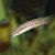 Telmatochromis Vittatus