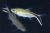Short Striped Penguin Tetra 3.5cm