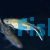 Short Striped Penguin Tetra