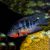 Firemouth