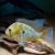 Thread-Finned Acara