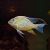 Threadfin Acara Cichlid 4cm