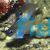 Threadfin Cardinalfish