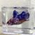 Male Giant Koi Plakat Half Moon Betta
