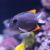 Tomini Tang - Small
