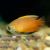 Honey Dwarf Gourami