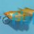 Gold Gourami