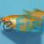 Gold Gourami 