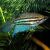 Croaking Gourami