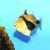 Triggerfish Blackbelly Small