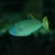 Triggerfish Blue Jaw Male