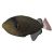 Triggerfish Pinktail