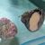 Trochus Snail