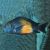 Tropheus Bemba Red
