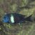 Tropheus Duboisi Maswa