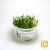 Tropica TC - Cryptocoryne Parva