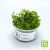 Tropica TC Bacopa Caroliniana