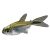 Gold Shoulder Rosy Tetra