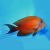 Two Spot Bristletooth Tang