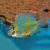 Cichlid Uaru