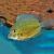 Cichlid Uaru