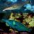 Brown Bird Wrasse