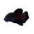 Male Short Fin Half Moon Betta Fighter