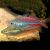 Utchee Creek Rainbow