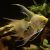 V.T. Gold Angelfish