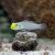 Gold Head Sleeper Goby