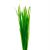 Vallisneria - Thin Bunch