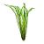 Vallisneria Thin - Submersed - Bunch