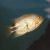 Black Belt Cichlid