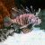 Volitan Lionfish - Small