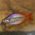 Wallaby Creek Rainbow Fish 5cm