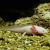 Axolotl - Walking Fish White