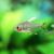 White Fin Ornate Tetra