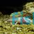 White Walking Fish (10-12cm)