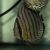 Wild Green Discus 9cm
