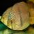 Wild Heckel Discus
