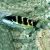 Jansen Wrasse