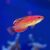 Wrasse Mccoskers Flashers