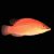 Wrasse Secretive